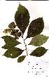  ( - OM2385)  @11 [ ] Unspecified (default): All Rights Reserved  Unspecified Unspecified