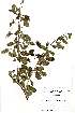  (Combretum imberbe - OM2393)  @11 [ ] Unspecified (default): All Rights Reserved  Unspecified Unspecified