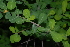  (Euphorbia matabelensis - OM2416)  @11 [ ] Unspecified (default): All Rights Reserved  Unspecified Unspecified