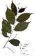  (Bivinia - OM2418)  @11 [ ] Unspecified (default): All Rights Reserved  Unspecified Unspecified