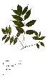  (Commiphora zanzibarica - OM2432)  @11 [ ] Unspecified (default): All Rights Reserved  Unspecified Unspecified
