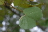  ( - OM2450)  @11 [ ] Unspecified (default): All Rights Reserved  Unspecified Unspecified