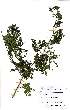  (Newtonia hildebrandtii - OM2457)  @11 [ ] Unspecified (default): All Rights Reserved  Unspecified Unspecified