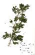  (Acacia robusta subsp usambarensis - OM2458)  @13 [ ] Unspecified (default): All Rights Reserved  Unspecified Unspecified