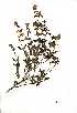  (Hemizygia elliottii - OM0442)  @11 [ ] Unspecified (default): All Rights Reserved  Unspecified Unspecified