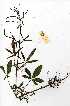  (Sesamum alatum - OM0537)  @11 [ ] Unspecified (default): All Rights Reserved  Unspecified Unspecified