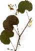  (Tylosema - OM0602)  @11 [ ] Unspecified (default): All Rights Reserved  Unspecified Unspecified