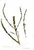  (Sesbania bispinosa - OM0675)  @11 [ ] Unspecified (default): All Rights Reserved  Unspecified Unspecified