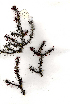  (Euphorbia schinzii - OM0860)  @11 [ ] Unspecified (default): All Rights Reserved  Unspecified Unspecified