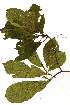  (Terminalia sambesiaca - OM_MvdB20)  @11 [ ] Unspecified (default): All Rights Reserved  Unspecified Unspecified