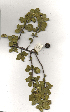  (Vangueria parvifolia - OM_MvdB40)  @11 [ ] Unspecified (default): All Rights Reserved  Unspecified Unspecified
