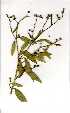  (Euphorbia crotonoides - RBN256)  @11 [ ] Unspecified (default): All Rights Reserved  Unspecified Unspecified