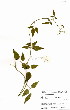  ( - RL1254)  @11 [ ] No Rights Reserved  Unspecified Unspecified
