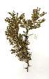  (Acacia rehmanniana - RL1288)  @14 [ ] Unspecified (default): All Rights Reserved  Unspecified Unspecified