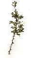 (Acacia robbertsei - RL1289)  @13 [ ] Unspecified (default): All Rights Reserved  Unspecified Unspecified