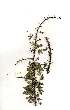  (Acacia ormocarpoides - RL1293)  @13 [ ] Unspecified (default): All Rights Reserved  Unspecified Unspecified
