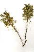  (Acacia stuhlmannii - RL1294.1)  @13 [ ] Unspecified (default): All Rights Reserved  Unspecified Unspecified