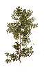  (Acacia sekukhuniensis - RL1296)  @14 [ ] Unspecified (default): All Rights Reserved  Unspecified Unspecified