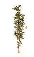  (Acacia heboclada - RL1301)  @13 [ ] Unspecified (default): All Rights Reserved  Unspecified Unspecified