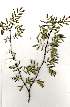  (Senegalia galpinii - RL1304)  @13 [ ] Unspecified (default): All Rights Reserved  Unspecified Unspecified