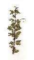  (Acacia luederitzii var. luederitzii - RL1306)  @13 [ ] Unspecified (default): All Rights Reserved  Unspecified Unspecified