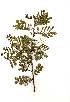  (Acacia kirkii - RL1307)  @13 [ ] Unspecified (default): All Rights Reserved  Unspecified Unspecified