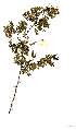  (Acacia dyeri - RL1309)  @13 [ ] Unspecified (default): All Rights Reserved  Unspecified Unspecified