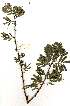  (Acacia theronii - RL1313)  @13 [ ] Unspecified (default): All Rights Reserved  Unspecified Unspecified