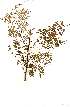  (Senegalia goetzei - RL1320)  @13 [ ] Unspecified (default): All Rights Reserved  Unspecified Unspecified