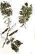  (Acacia polyacantha - RL1323)  @13 [ ] Unspecified (default): All Rights Reserved  Unspecified Unspecified