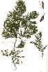  (Senegalia macrostachya - RL1326)  @14 [ ] Unspecified (default): All Rights Reserved  Unspecified Unspecified
