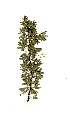  (Acacia swazica - RL1327)  @14 [ ] Unspecified (default): All Rights Reserved  Unspecified Unspecified