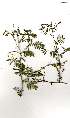  (Acacia fleckii - RL1328)  @13 [ ] Unspecified (default): All Rights Reserved  Unspecified Unspecified