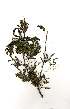  (Acacia natalitia - RL1330)  @13 [ ] Unspecified (default): All Rights Reserved  Unspecified Unspecified