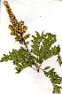  (Deinbollia oblongifolia - RL1351)  @13 [ ] Unspecified (default): All Rights Reserved  Unspecified Unspecified