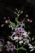  ( - OM2003)  @11 [ ] Unspecified (default): All Rights Reserved  Unspecified Unspecified