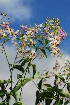  (Triaspis glaucophylla - OM2003)  @11 [ ] Unspecified (default): All Rights Reserved  Unspecified Unspecified