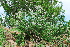  ( - OM2003)  @11 [ ] Unspecified (default): All Rights Reserved  Unspecified Unspecified