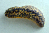  ( - UF448785A)  @13 [ ] CreativeCommons - Attribution Non-Commercial Share-Alike (2011) John Slapcinsky Florida Museum of Natural History