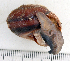  (Planispira bulbulus - UF426611A)  @11 [ ] CreativeCommons - Attribution Non-Commercial Share-Alike (2011) John Slapcinsky Florida Museum of Natural History