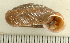  (Aegista subchinensis - UF423214A)  @13 [ ] CreativeCommons - Attribution Non-Commercial Share-Alike (2011) John Slapcinsky Florida Museum of Natural History