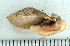  (Aegista osbeckii - UF423239A)  @13 [ ] CreativeCommons - Attribution Non-Commercial Share-Alike (2011) John Slapcinsky Florida Museum of Natural History