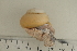  (Ampelita julii - UF420155A)  @12 [ ] CreativeCommons - Attribution Non-Commercial Share-Alike (2011) John Slapcinsky Florida Museum of Natural History