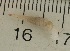  (Brachypodella - UF436391A)  @11 [ ] CreativeCommons - Attribution Non-Commercial Share-Alike (2011) John Slapcinsky Florida Museum of Natural History