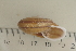  (Ampelita masoalae - UF435299A)  @14 [ ] CreativeCommons - Attribution Non-Commercial Share-Alike (2011) John Slapcinsky Florida Museum of Natural History