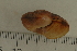  (Ampelita sp. 37JS - UF435184A)  @12 [ ] CreativeCommons - Attribution Non-Commercial Share-Alike (2011) John Slapcinsky Florida Museum of Natural History