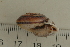  (Ampelita sp. 38JS - UF435190A)  @13 [ ] CreativeCommons - Attribution Non-Commercial Share-Alike (2011) John Slapcinsky Florida Museum of Natural History