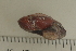  (Ampelita xystera - UF435192C)  @13 [ ] CreativeCommons - Attribution Non-Commercial Share-Alike (2011) John Slapcinsky Florida Museum of Natural History