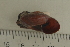  ( - UF435196A)  @12 [ ] CreativeCommons - Attribution Non-Commercial Share-Alike (2011) John Slapcinsky Florida Museum of Natural History