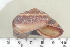  (Ampelita lincolni - UF420185A)  @13 [ ] CreativeCommons - Attribution Non-Commercial Share-Alike (2011) John Slapcinsky Florida Museum of Natural History